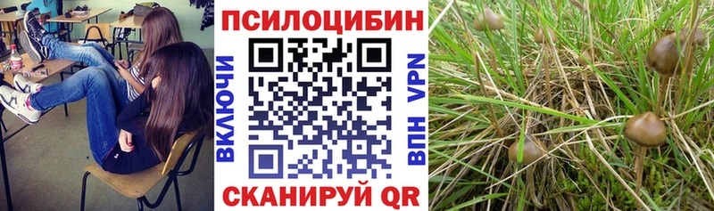 даркнет клад  Грозный  Галлюциногенные грибы Psilocybine cubensis 